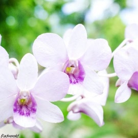 orchidee_000